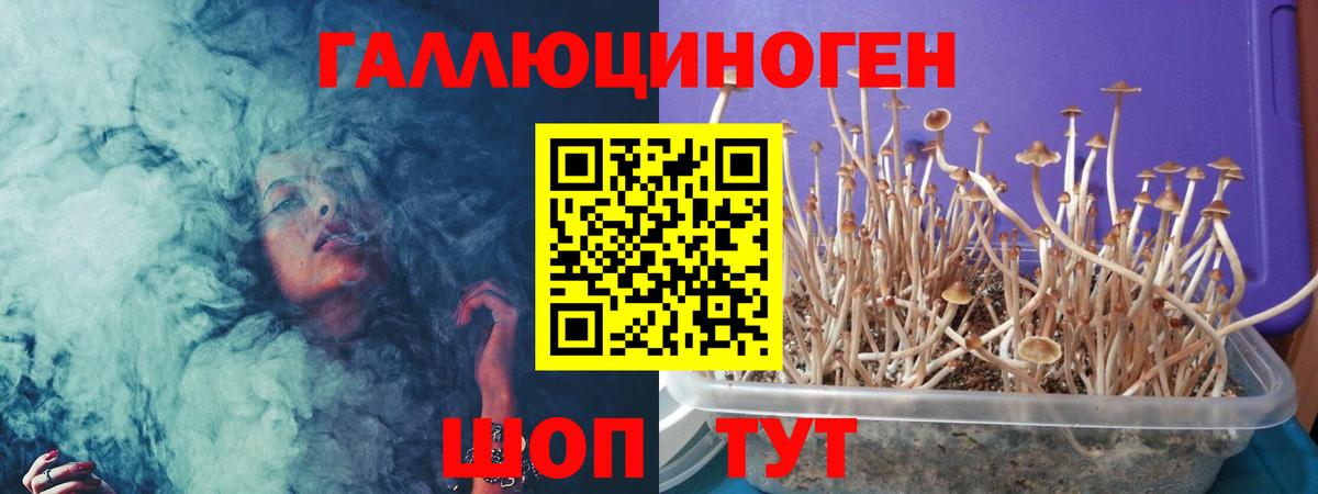 Галлюциногенные грибы Psilocybe Богородск